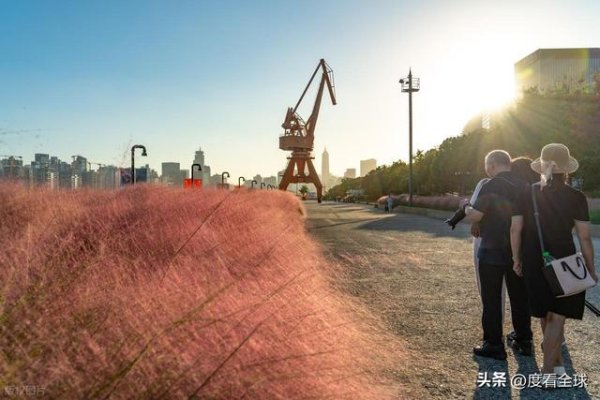 亿财配资 上海杨浦藏着一片粉色仙境，秋日限定浪漫已上线，错过等一年！